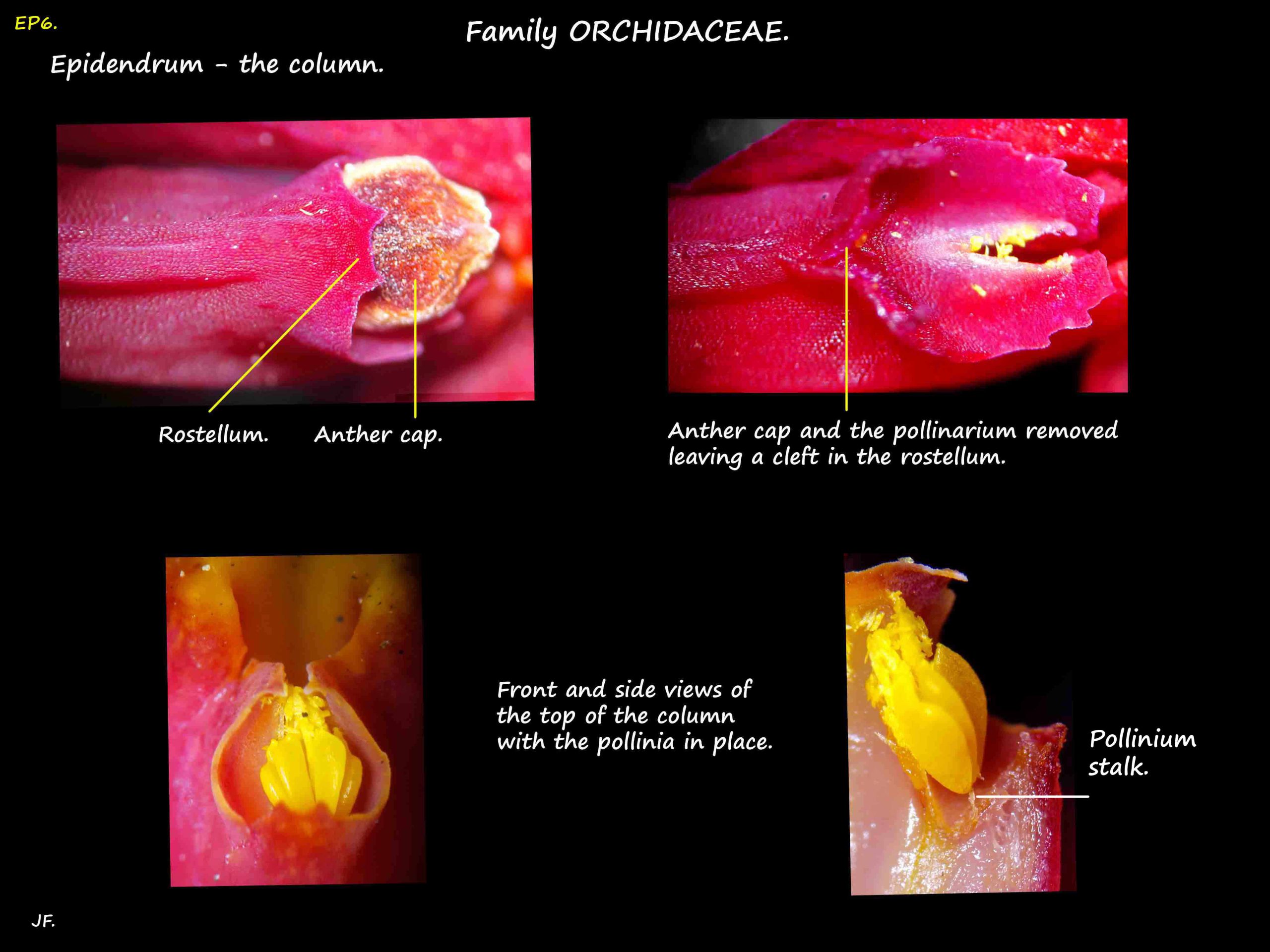 6 The column in Epidendrums